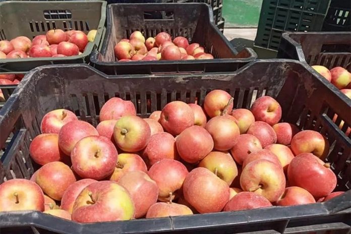 Kasserine : la récolte de pommes en hausse et devrait atteindre 62 mille tonnes