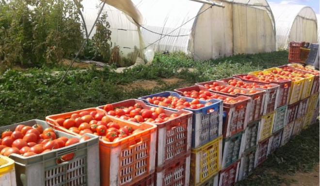 Sidi Bouzid : Baisse de la production des tomates destinées à la transformation