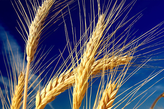 Tunisie : Lancement d'un appel d’offres international pour l’achat de 100 000 tonnes de blé tendre