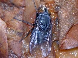 Police municipale: 22.000 infractions relevées en 2014