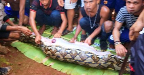 Le cadavre d’une Indonésienne retrouvé dans le ventre d’un python géant