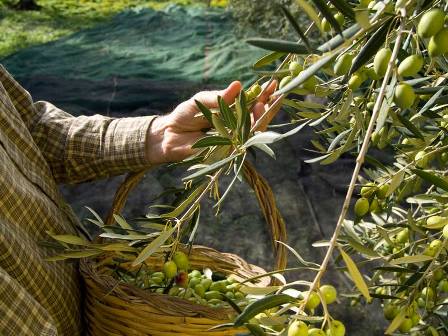 Une récolte de 40.000 tonnes d'olives prévue à Mahdia
