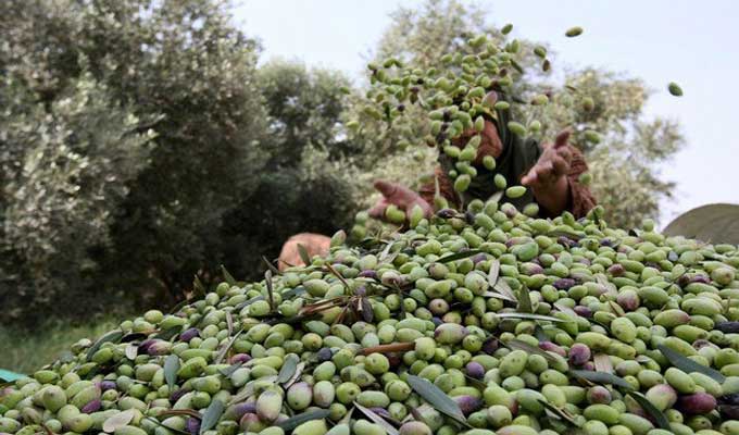 La récolte oléicole en hausse de 4% à Nabeul