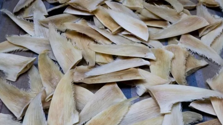 Saisie record de plus de 28 tonnes d'ailerons de requins