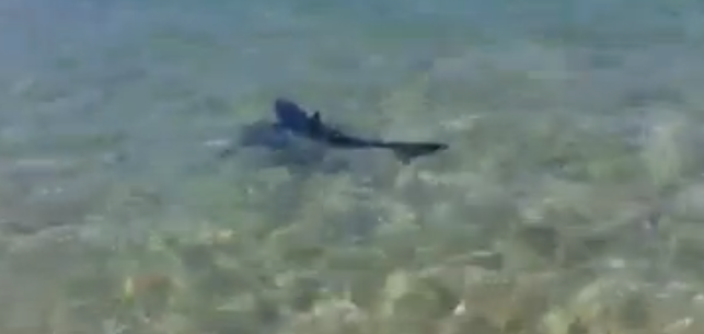 Stupeur à Maâmoura: Un requin nage au milieu des baigneurs !! (vidéo)