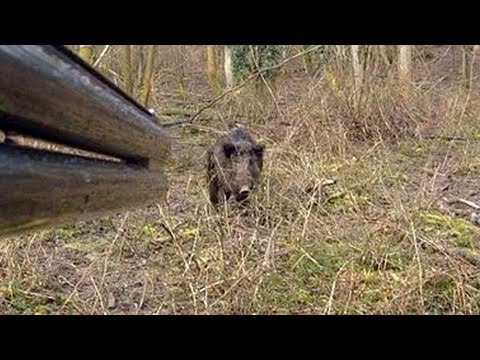 Une fillette attaquée par un sanglier, succombe à ses blessures