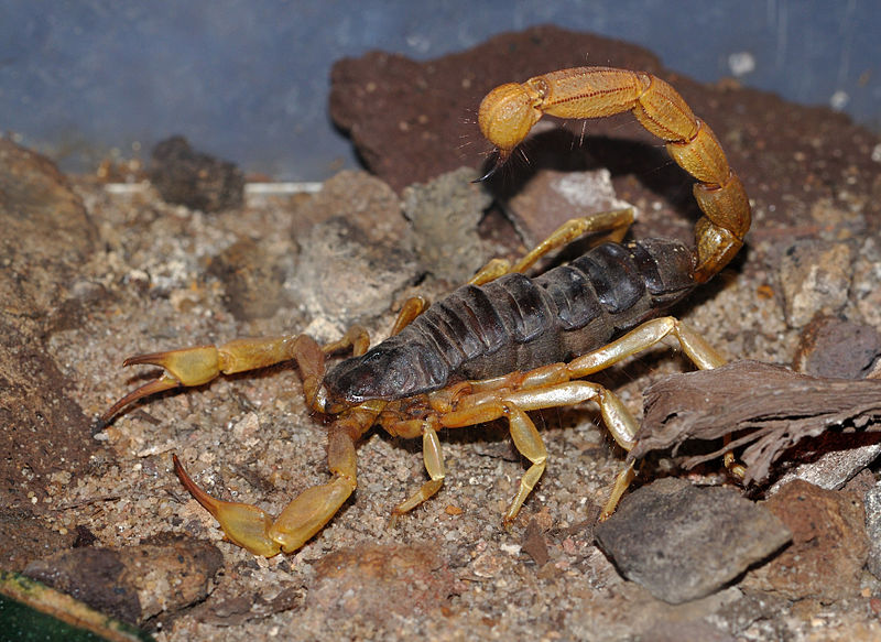 Sfax: Inquiétude des habitants face à la prolifération des scorpions venimeux !