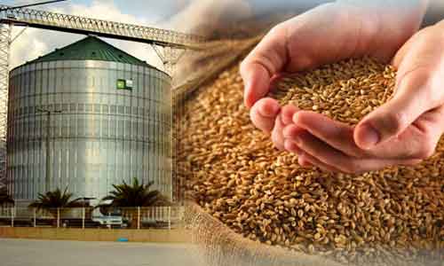 Céréales : Plus de 9,2 millions de quintaux collectés, Béja en tête