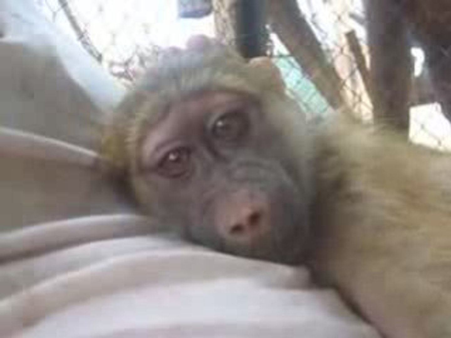 Tataouine: Un singe s'échappe de sa cage et sème la panique