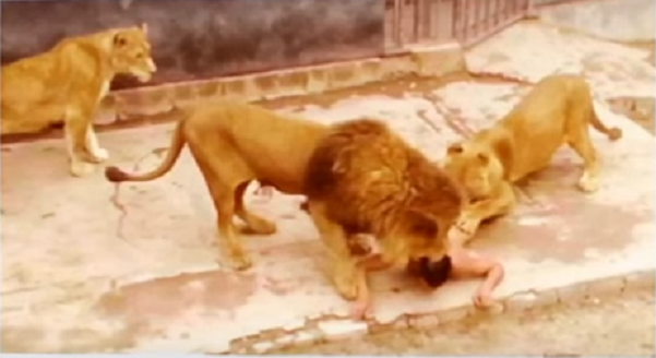 Il se déshabille et se jette dans l'enclos des lions d'un parc zoologique (vidéo)