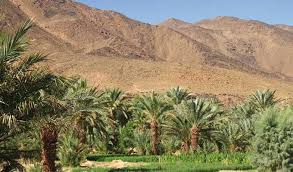 Projets de rajeunissement des palmeraies à Tamaghza