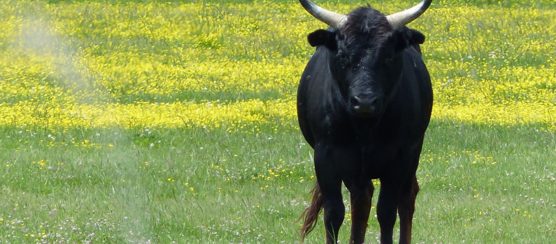  Panique à Sousse : Un taureau s’échappe de l’abattoir et blesse un passant