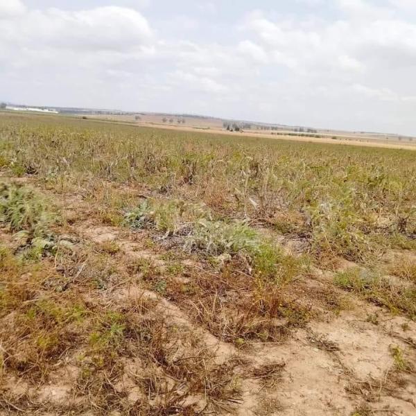 Nabeul : Récupération d'une parcelle domaniale agricole de 63 ha