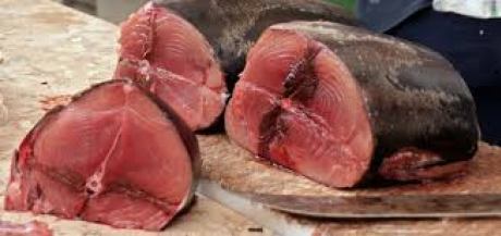 La vente du thon rouge interdite à Monastir Thonrouge