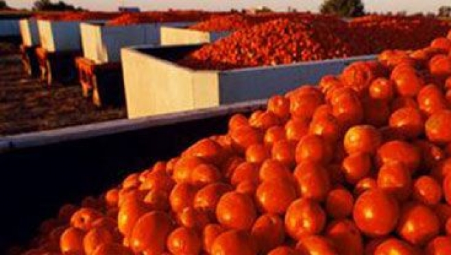 Les producteurs de tomates en colère contre les ministres du Commerce et de l’Agriculture