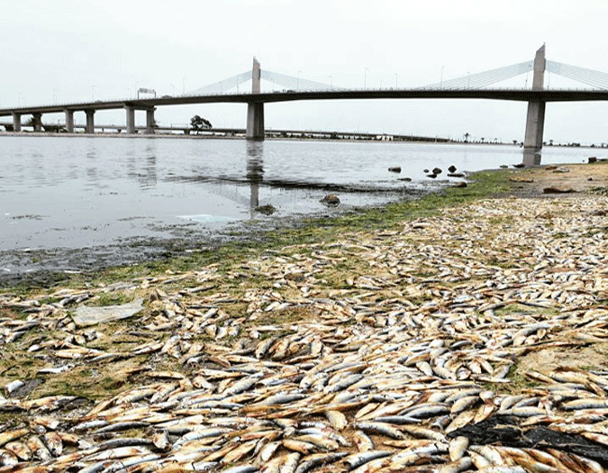 Poissons échoués sur la plage de Radès: La faute à la chaleur ou aux pêcheurs?