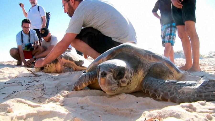 Tunisie: Des tortues marines retrouvées mortes sur plusieurs plages
