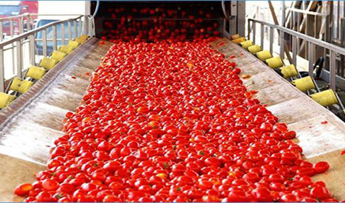 Nabeul : Tomate destinée à l’industrie, une récolte de 260.000 tonnes sur 6.000 ha