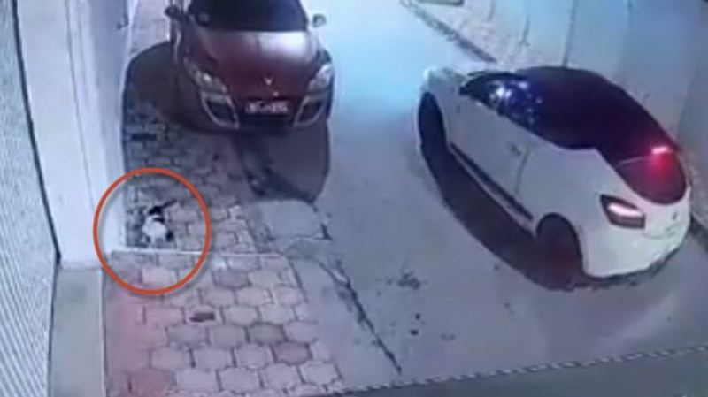 Le tueur des chats arrêté et l’arme saisie