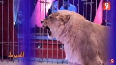 Les lions aux dents coupées de la caméra cachée choquent les Tunisiens