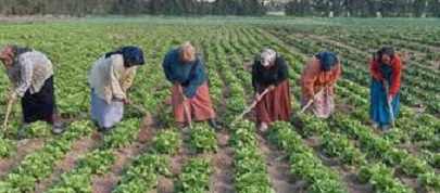UTAP : Lancement du Plan national pour l’agriculture familiale 2022-2030