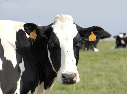 Au-delà de la viande: façonner le futur de l’élevage