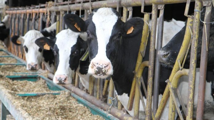 Tunisie: Trois cas de dermatose nodulaire bovine à Borj El Amri et El Battan