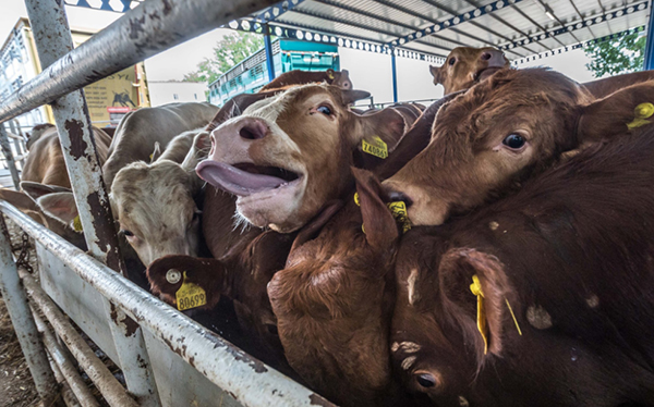 Scandale : 57 vaches enfermées 11 jours dans un camion...en pleine chaleur !