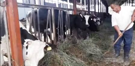 La crise du lait est due à la régression de 30% du cheptel des vaches productives