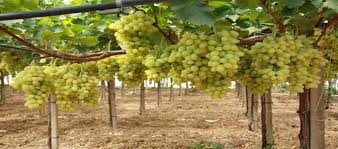 Vendanges : Nabeul prévoit une récolte de 39 mille tonnes malgré la pénurie d’eau