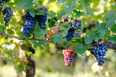 Nabeul: La récolte des vignes sous de bons auspices