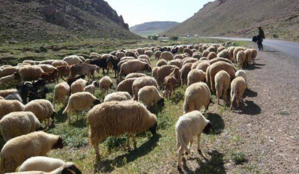 Ras Jebel à la veille de l'Aid: Ils volent les moutons et poignardent l’éleveur !