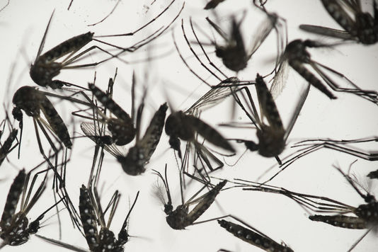L’OMS décrète l’état d’urgence mondiale contre le virus « Zika »