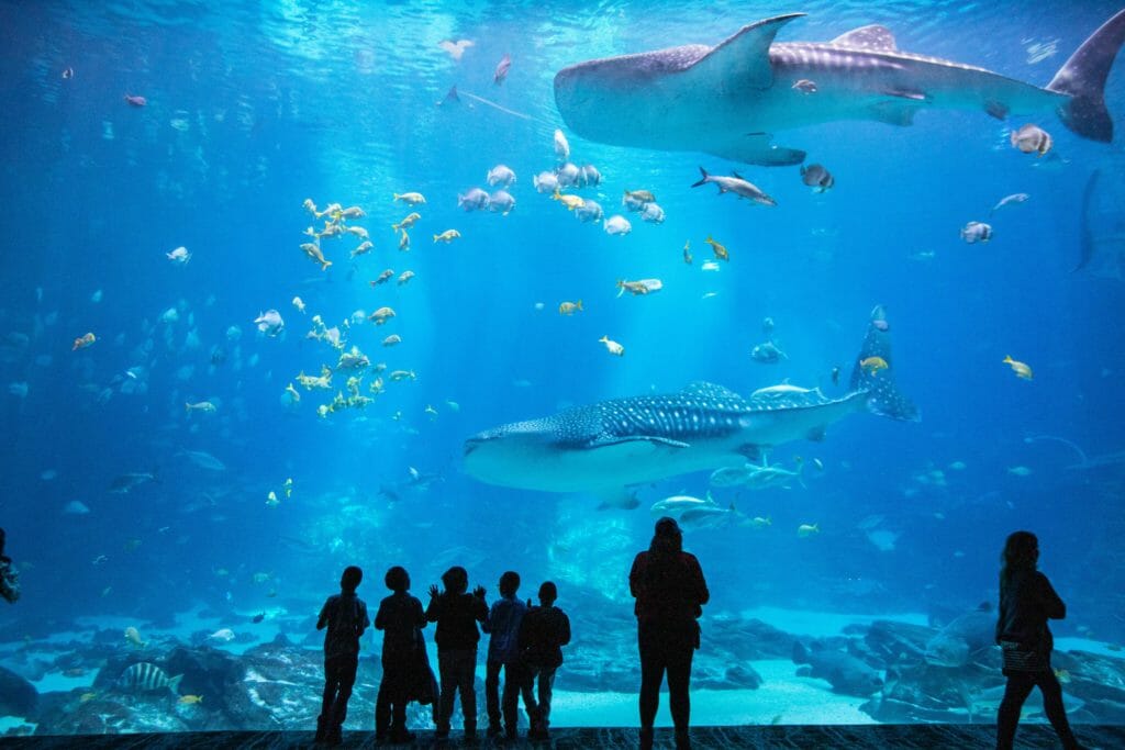Blue Talks : « En Tunisie, il y a de quoi faire le plus bel aquarium d’Afrique ! »