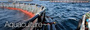 Tunisie: Huit nouveaux projets aquacoles à Bizerte
