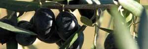 Tunisie Agriculture: margine et grignon d'olives mis en valeur