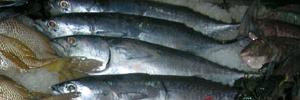 Tunisie: le repos biologique pour protéger les ressources halieutiques