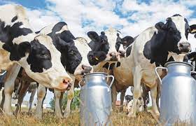 Suspension collecte de lait : Après l’UTAP, la Chambre nationale des éleveurs inquiète