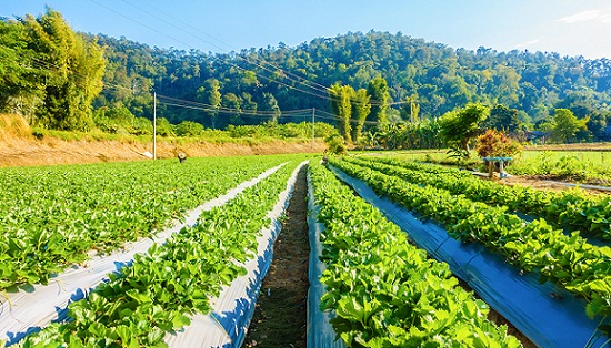 Lancement du projet ARDII-Tounes pour une agriculture résiliente face au changement climatique