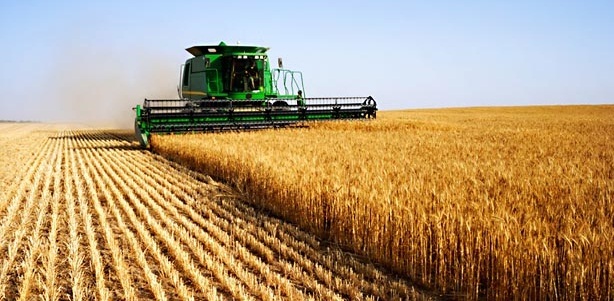 Les quantités de céréales collectées atteignent 11,747 millions de quintaux