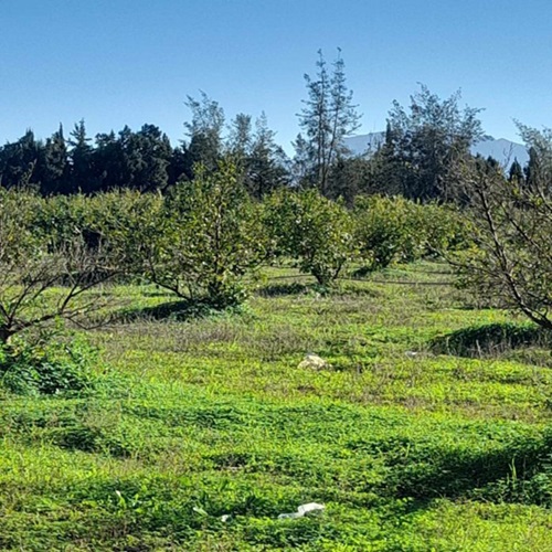 Récupération d'un lot de 10 ha à Mornag