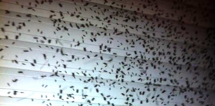 Traitement contre les moustiques: Le taux de gêne va diminuer dans 10 jours