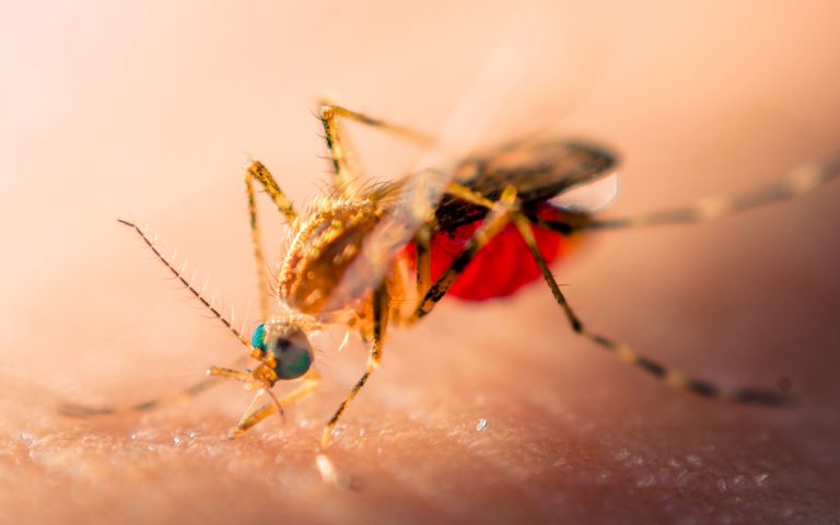 Fièvre du Nil occidental : un virologue appelle à renforcer la lutte contre les moustiques