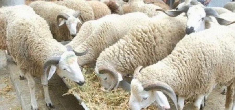 Aïd El Idha: 62 mille moutons disponibles dans la région de Gabes