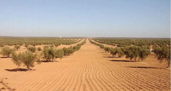 Financement saoudien de 174 millions DT pour un pôle d'oliveraies à Tataouine