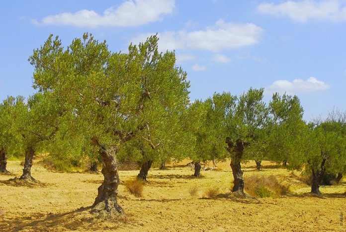 Tunisie: 11 500 hectares de terres agricoles irrigués avec de l’eau traitée