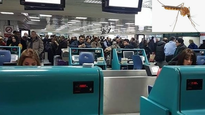 Le paludisme d’aéroport peut-il atteindre la Tunisie ?