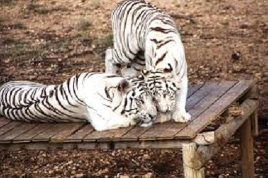 Radès : 754.000 dinars alloués à la création d’un nouveau zoo