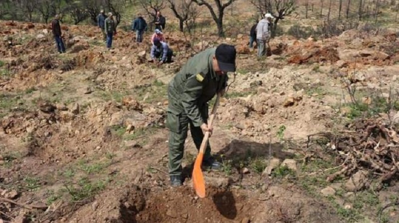 Reboisement de 400 hectares de forêts à Siliana
