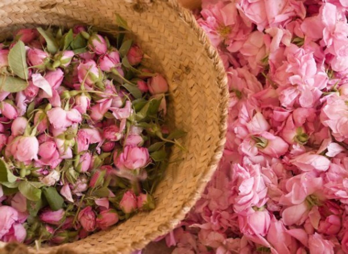 Démarrage de la 27ème édition du Festival des Roses à l'Ariana